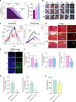 Eicosapentaenoic acid-rich oil supplementation activates PPAR-γ and delays skin wound healing in type 1 diabetic mice